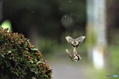 突然の雨～蝶の舞