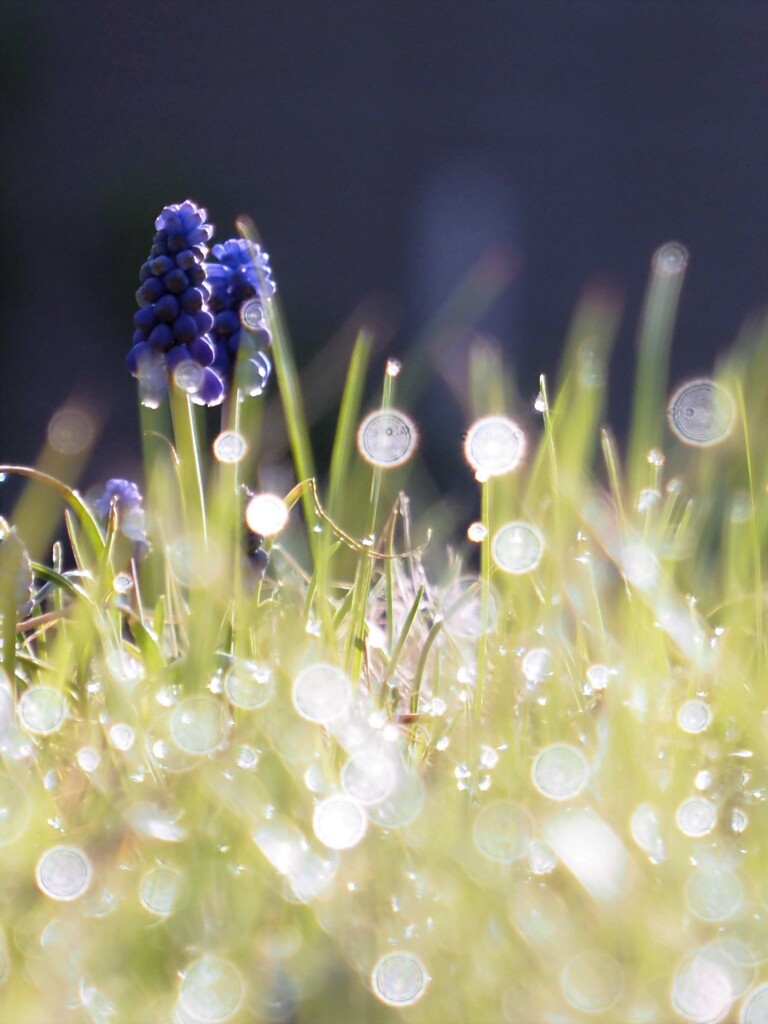 朝露の彩