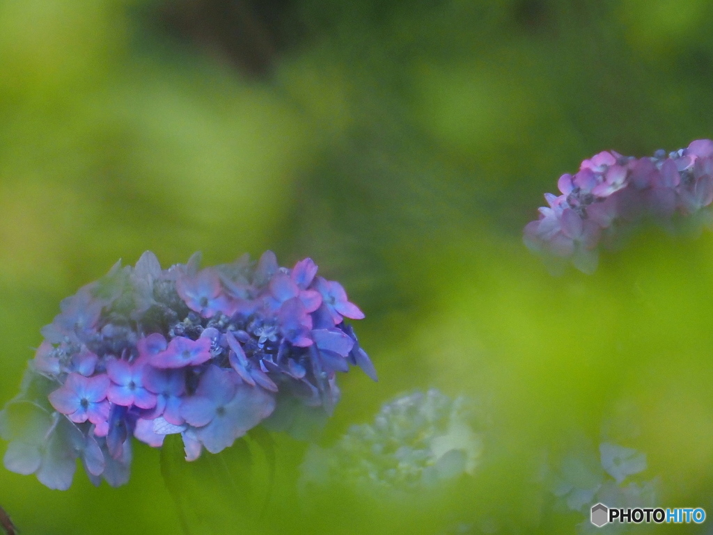 庭の紫陽花