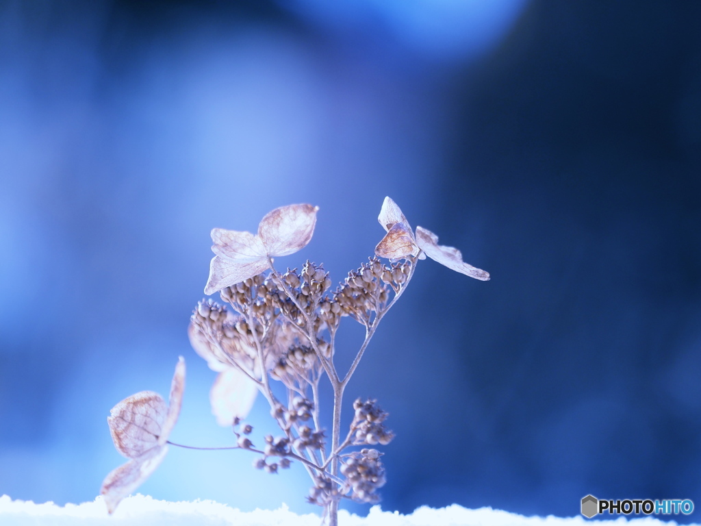 ☆雪舞彡