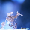☆雪舞彡