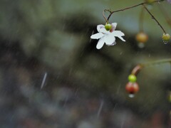 突然の豪雨