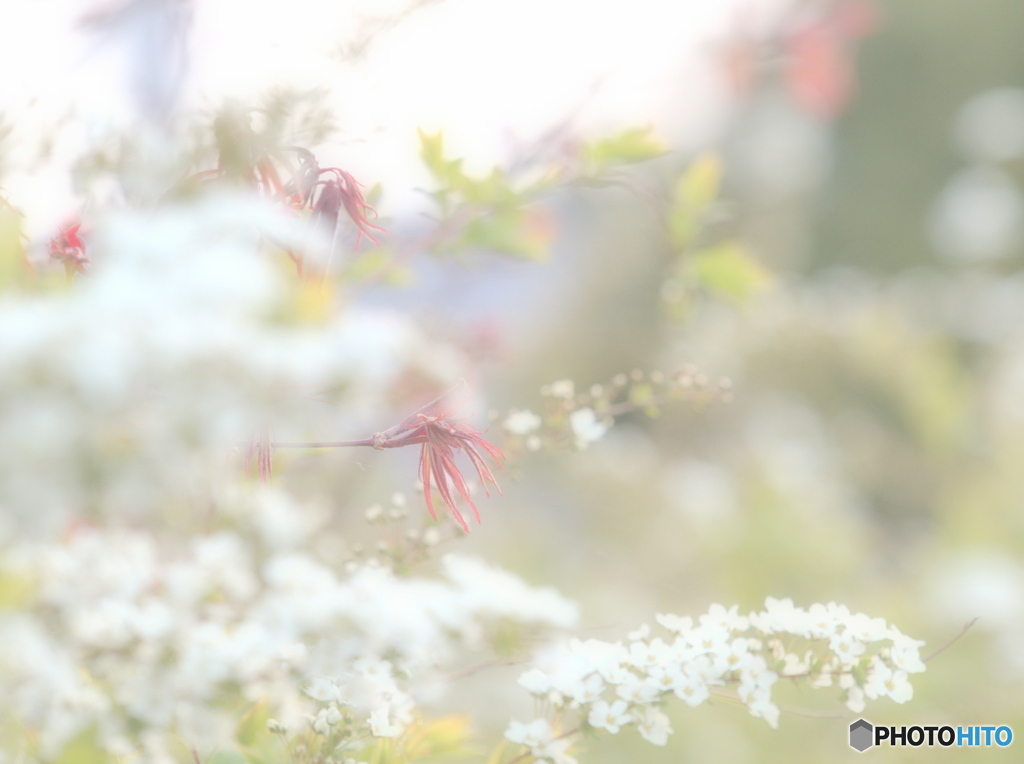 雪のように白く…