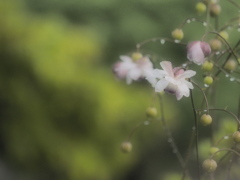 雨の朝 