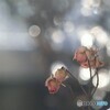 春の雪 (3)