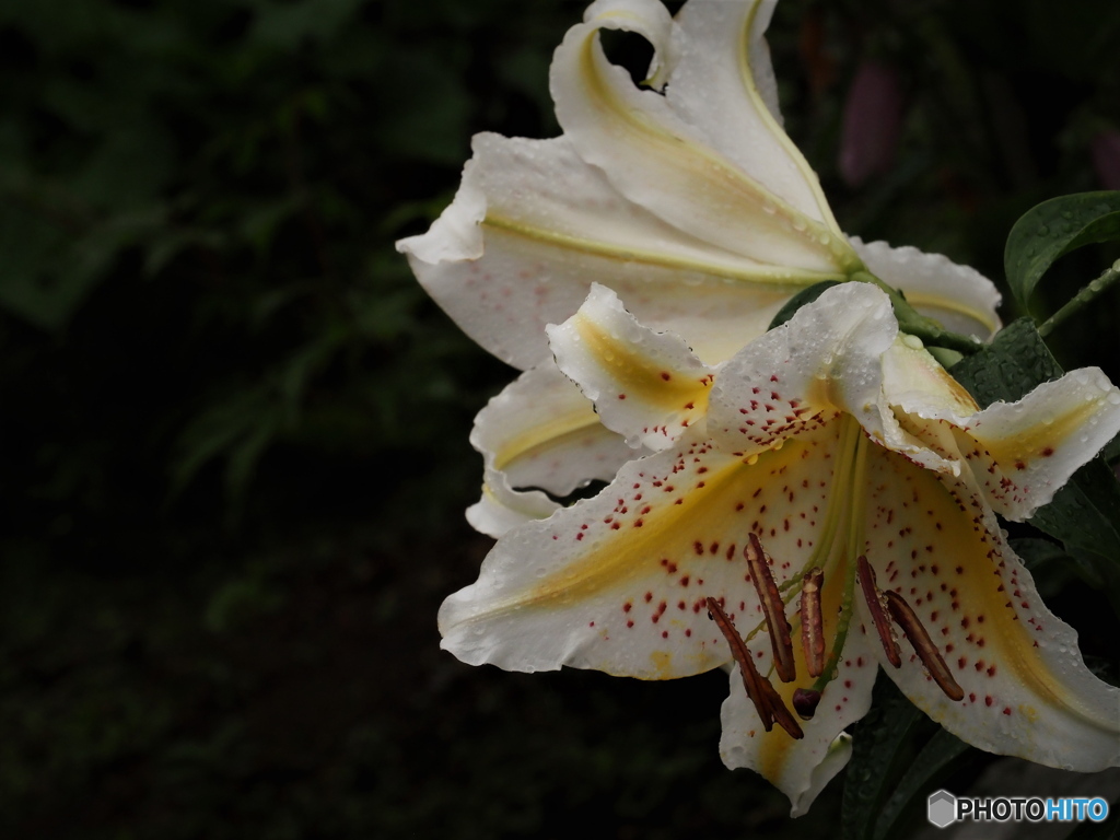 山百合開花