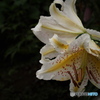 山百合開花