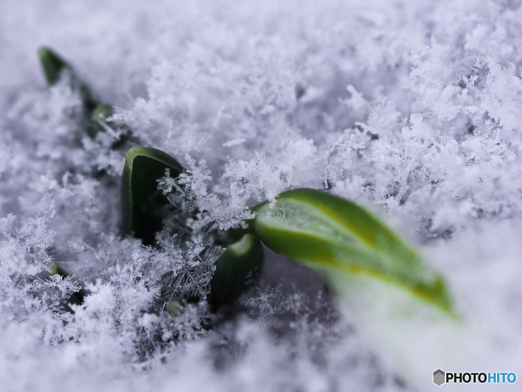 春の雪・スノードロップ