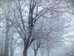濃霧の朝~桜