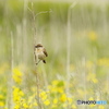 浜辺の草花.ノビタキ♀