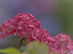 今朝のアナベル☆