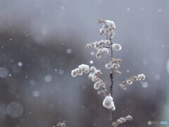 雪が降る.．．．