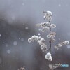 雪が降る.．．．