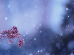 春待雪