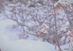 雪アジサイ