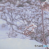 雪アジサイ