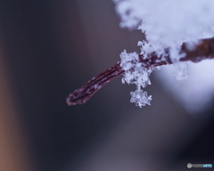 春の雪.2