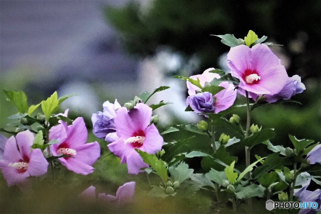 隣家の花