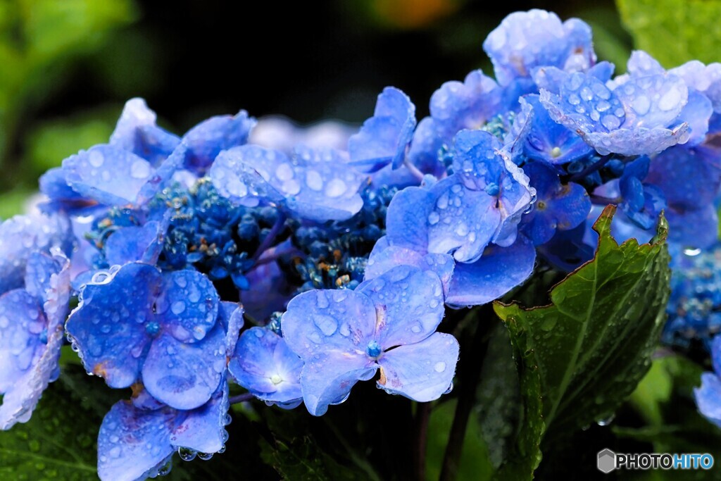 雨に咲く(*'▽')～１