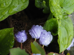 竜田草~雨上がり☆