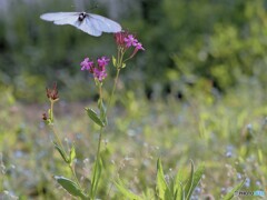 そよ風の誘惑～エゾシロチョウ.1