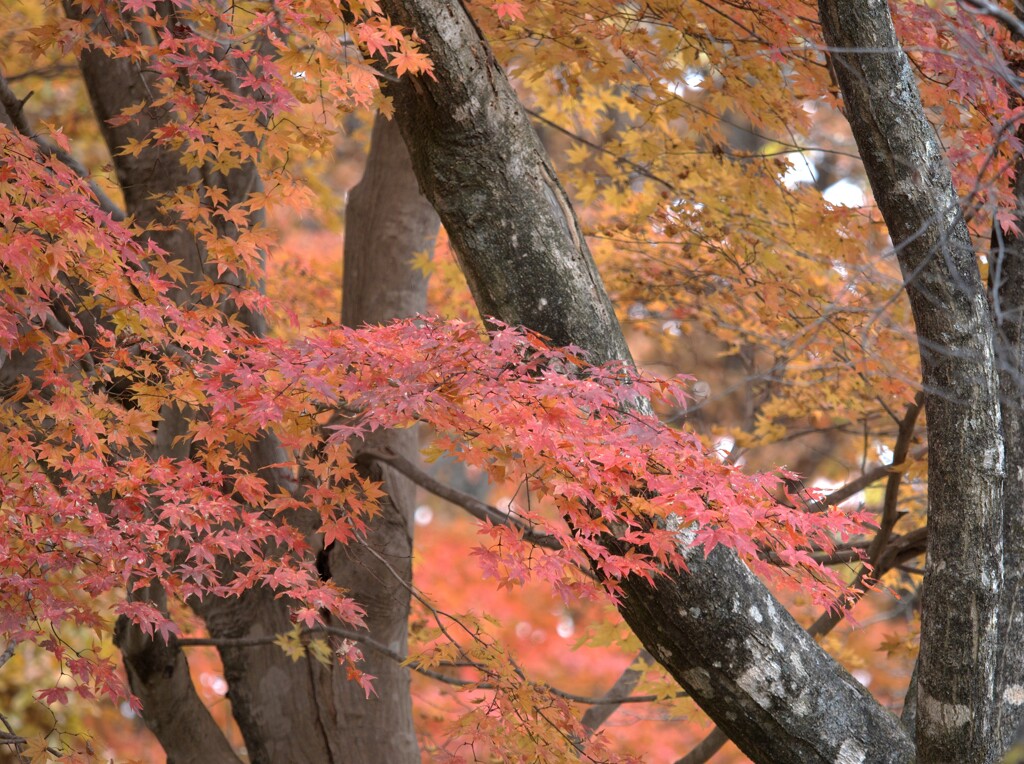 紅葉日和(1)
