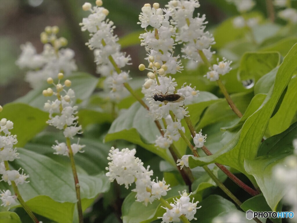 舞鶴草～2