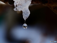 雪の雫