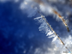 雪の華