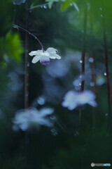 晩夏の妖精☆雨やどり