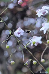 長雨後の来訪