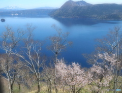 名残りの桜~摩周湖