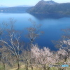 名残りの桜~摩周湖
