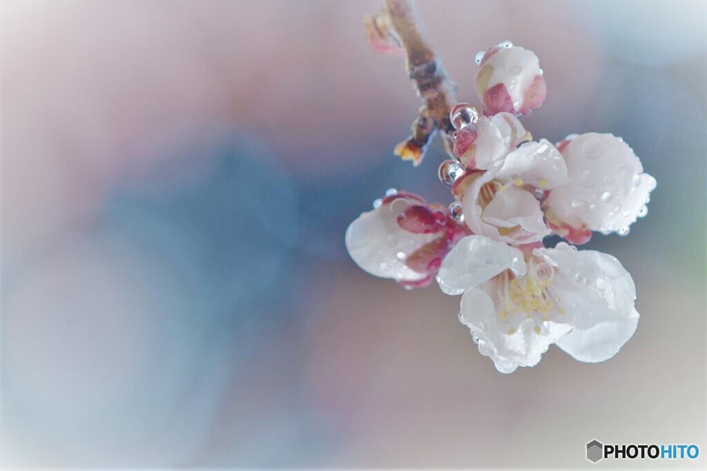 梅～雨の滴