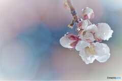 梅～雨の滴