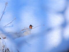 雪カワセミ