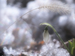 スノードロップ～残雪の中