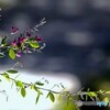 寒い朝～萩