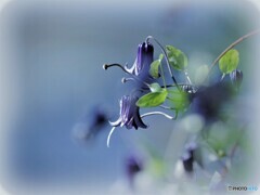 大好きな花(*^-^*)