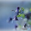大好きな花(*^-^*)