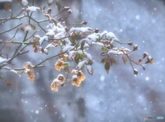 雪枯れのバラ