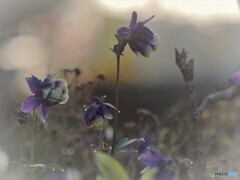 朝霧～オダマキ