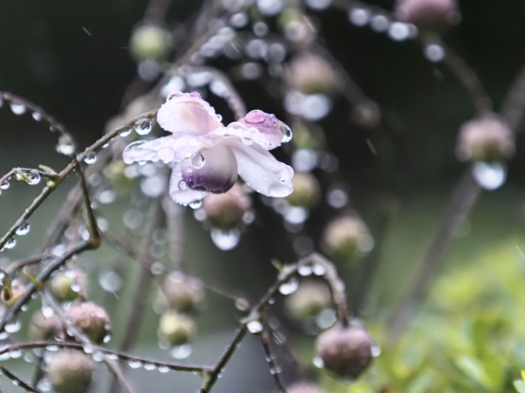 雨~レンゲショウマ開花