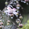 雨~レンゲショウマ開花