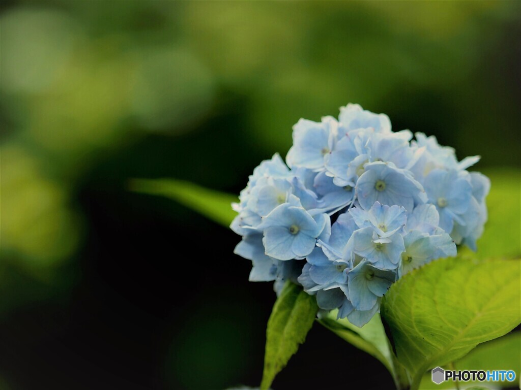 北国の紫陽花