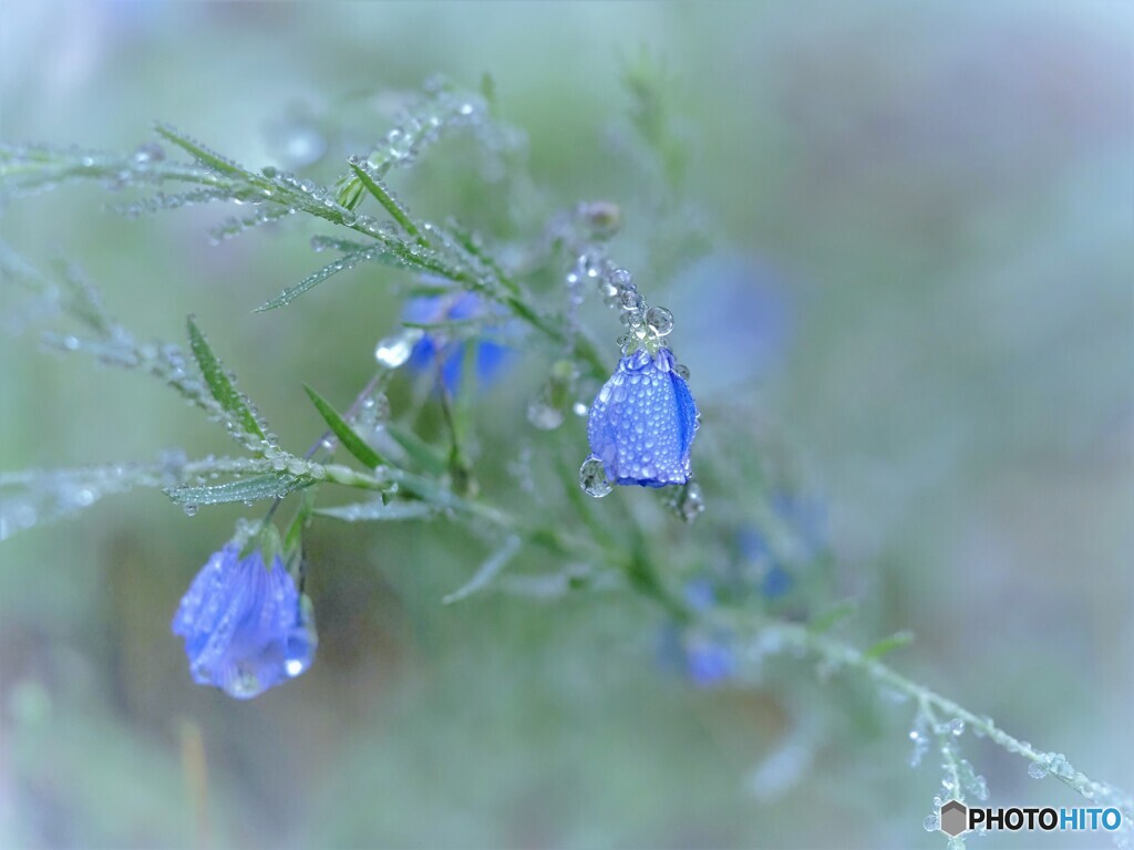 雨彩～亜麻.1
