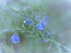 雨彩～亜麻.1