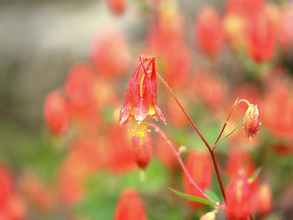 初夏の雨.～カナダオダマキ