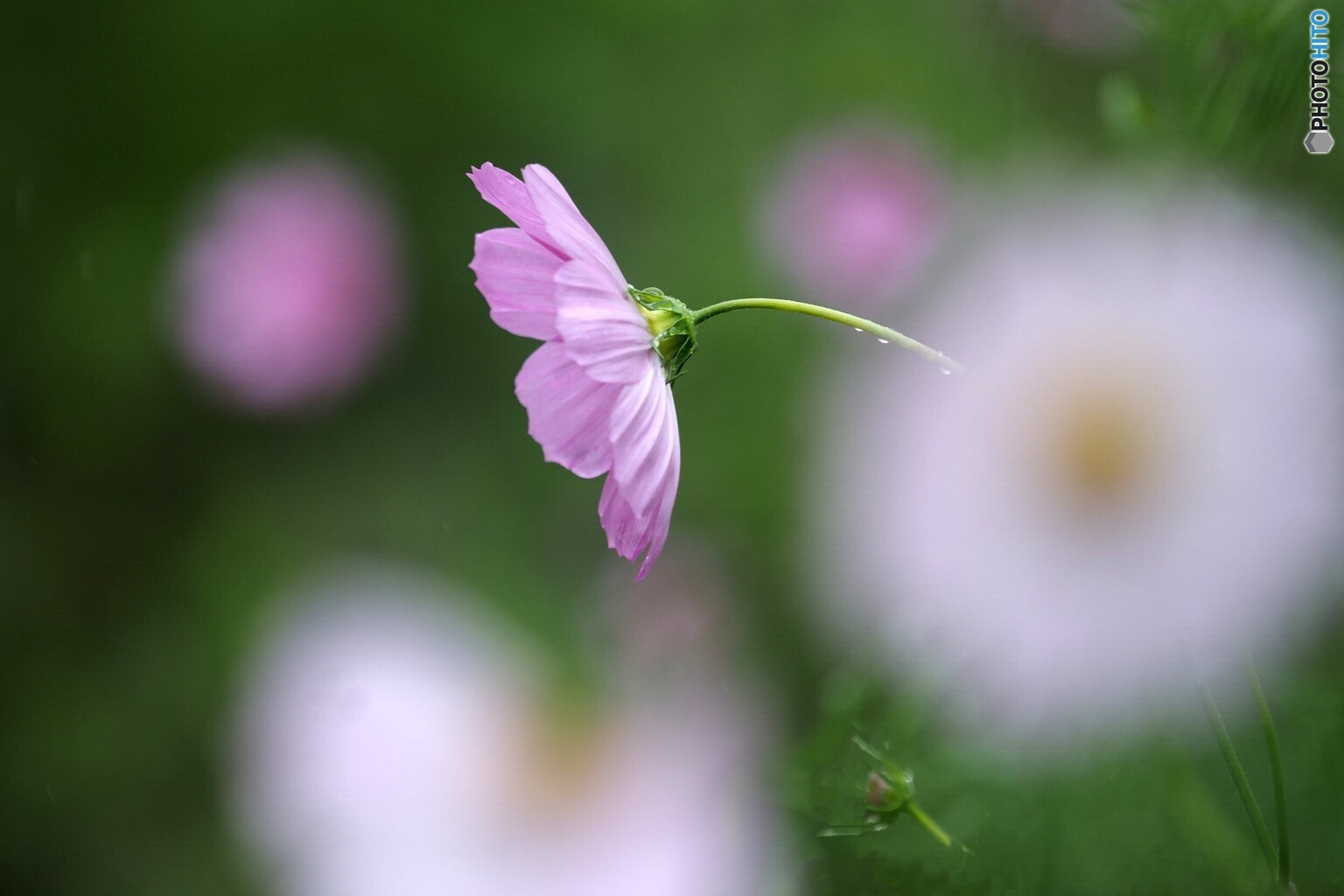 秋桜～小雨