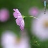 秋桜～小雨